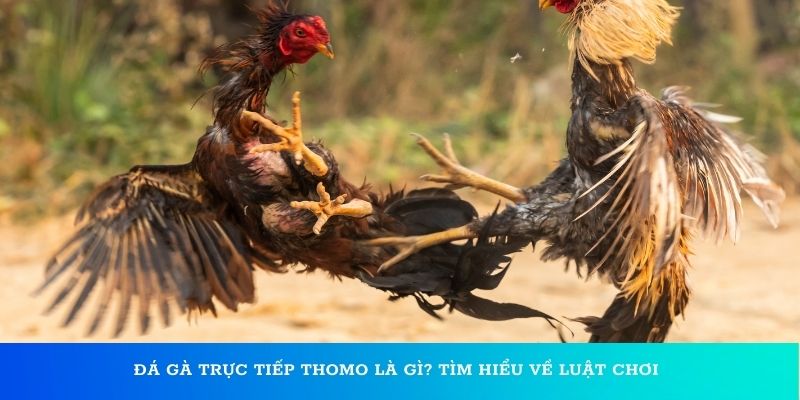 Tìm hiểu về đá gà trực tiếp Thomo