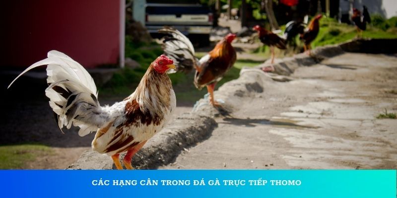 Các hạng cân trong đá gà trực tiếp Thomo