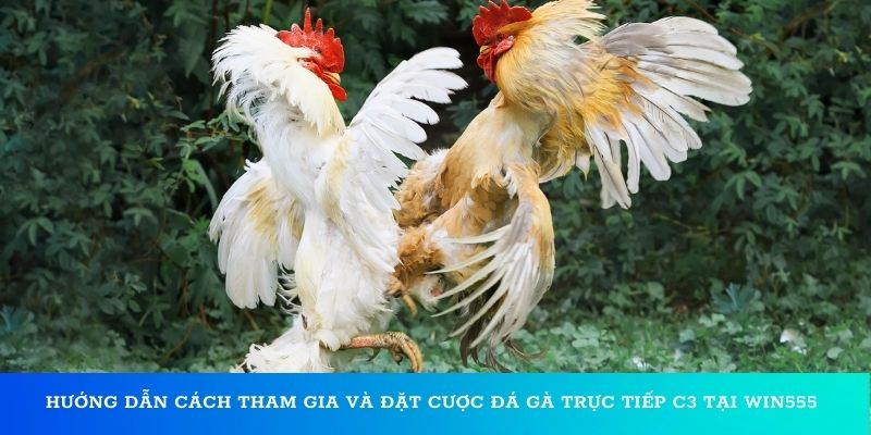 Hướng dẫn cách tham gia và đặt cược đá gà trực tiếp C3 tại Win55