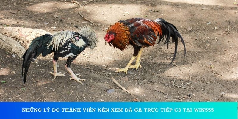 Những lý do thành viên nên xem đá gà trực tiếp C3 tại Win55