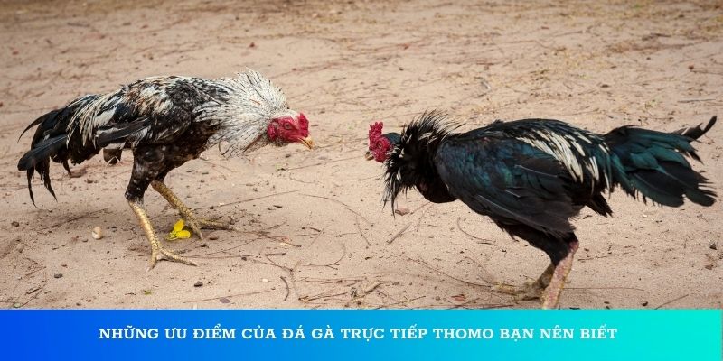 Luật chơi đá gà trực tiếp Thomo bạn cần nắm