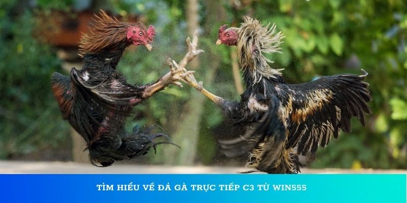 Tìm hiểu về đá gà trực tiếp C3 từ Win55