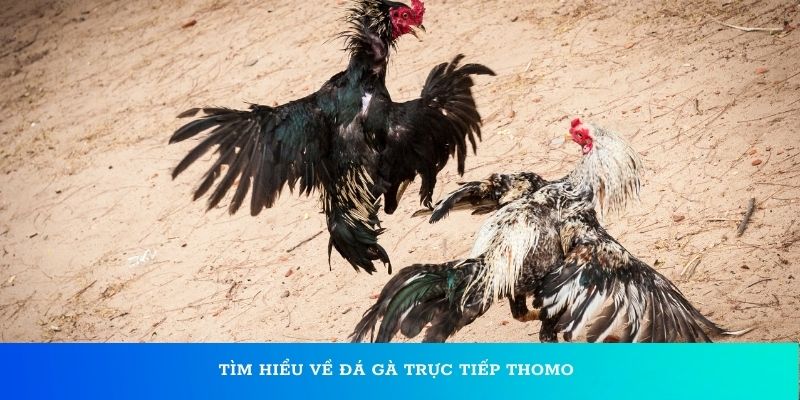 Những ưu điểm của đá gà trực tiếp Thomo bạn nên biết