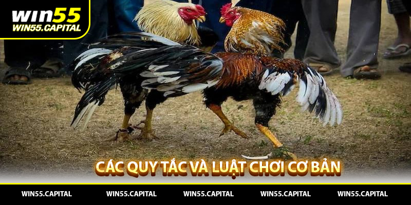 Các quy tắt và luật chơi cơ bản