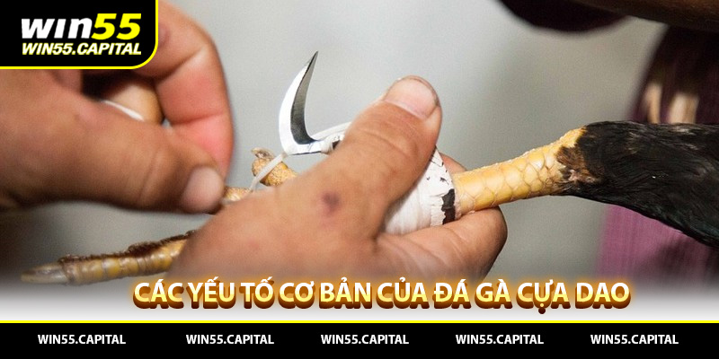 Các yếu tố cơ bản của đá gà cựa dao