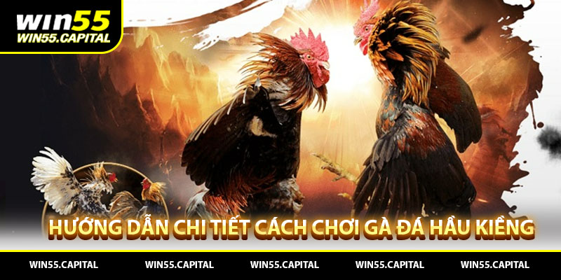 Hướng dẫn chi tiết cách đá gà hầu kiềng win55