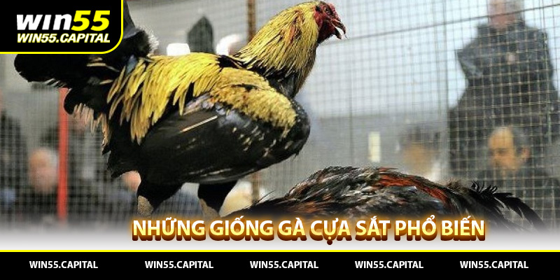 Những giống gà cựa sắt phổ biến nhất