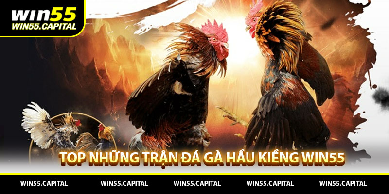 Top Những Trận Đá Gà Hầu Kiềng Win55