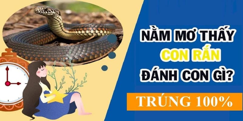 Những con số may mắn có thể thử khi bạn nằm mơ thấy rắn