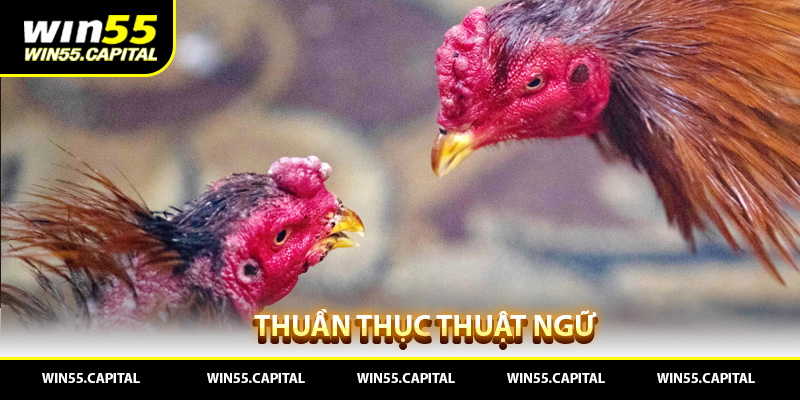 Thuần Thục Thuật Ngữ